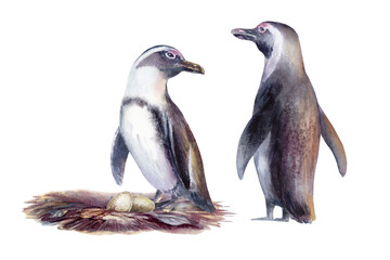 Bonded pair of endangered African penguins,with eggs in a nest,fragile symbol of life and conservation.Hand drawn clipart in gentle watercolor washes,for eco campaigns,educational,wildlife advocacy