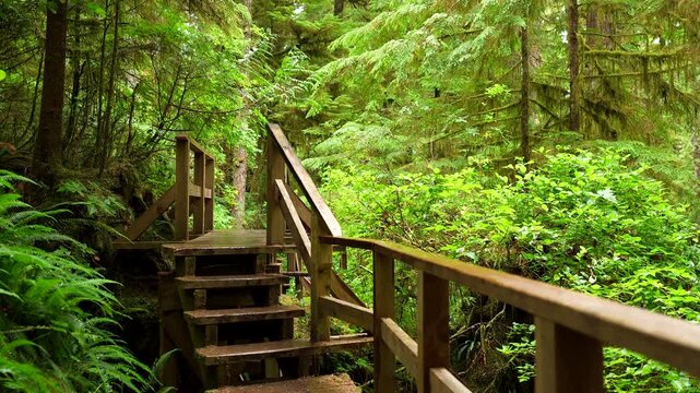 Multiple perspectives showcase a wooden walkway and stairs meandering through a vibrant, verdant rainforest on vancouver island, british columbia