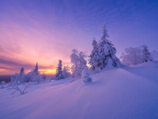 Naklejka premium Nature in the north. Snowdrifts with fluffy snow. Winter wonderland. Trees covered with snow. Winter landscape during bright sunrise. Natural landscape. Background, wallpaper, postcards.