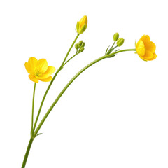 A vibrant yellow buttercup flower stem with buds on a black background