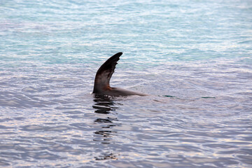 An Australian Fur Seal resting in shallow water with its flipper in the air. This is a technique called 'sailing' used to thermoregulate body temperature.