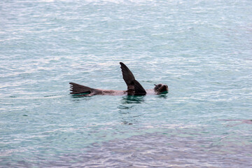 An Australian Fur Seal resting in shallow water with flippers in the air. This is a technique called 'sailing' used to thermoregulate body temperature.