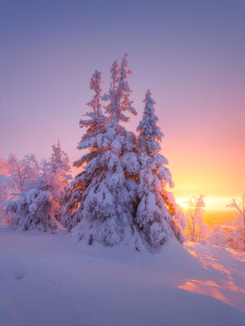 Nature in the north. Snowdrifts with fluffy snow. Winter wonderland. Trees covered with snow. Winter landscape during bright sunrise. Natural landscape. Background, wallpaper, postcards.