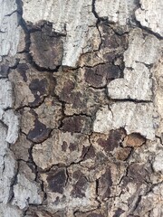 Close-Up of Textured Tree Bark Highlighting Unique Cracks and Earthy Tones for a Natural Aesthetic