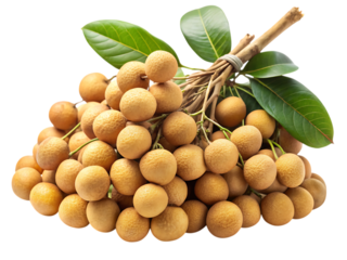 Fresh bunch of longan fruits with vibrant green leaves against a dark background