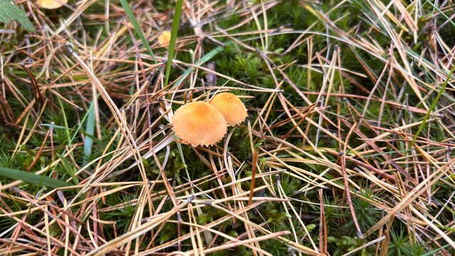 red mushroom Mycena acicula among moss