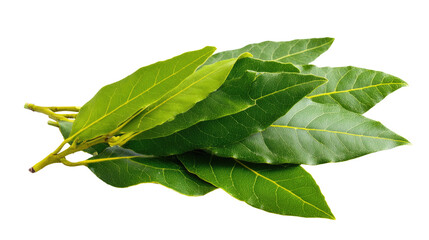 Fresh Bay Leaves on Transparent Background