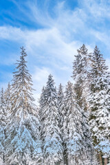 winter background with pine trees covered by snow