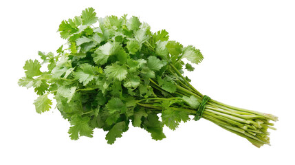 Fresh Cilantro Bunch