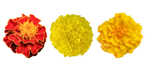 Various chrysanthemum marigold flowers
