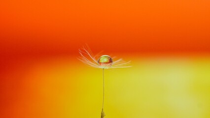 a drop of water in the feather of a dandelion on soft background
