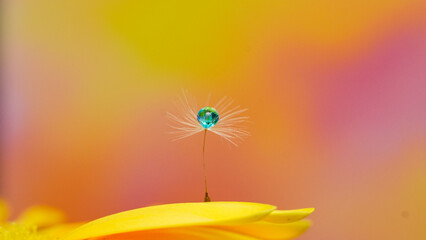 a drop of water in the feather of a dandelion on soft background