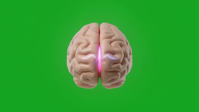 Realistic Brain Anatomy with Neural Activity Highlighted