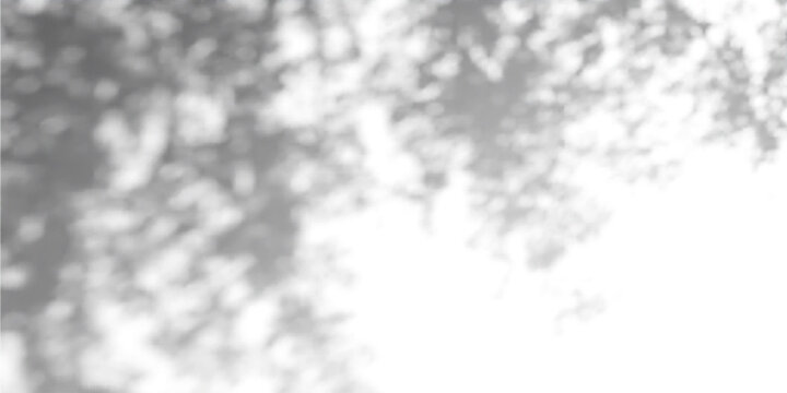 Abstract gobo light texture on concrete background. Vector realistic illustration of tree leaf and sunlight shadows on wall, natural pattern with floral silhouettes on white surface, summer garden bg