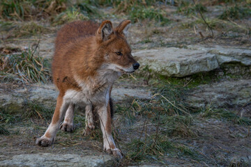 Red Dog or an Asian Wild Dog