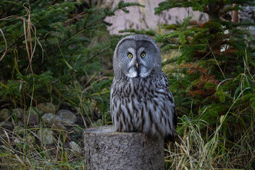 Great Grey Owl (Strix nebulosa) or Lapland Owl