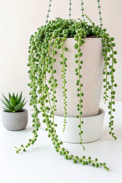 Indoor house plant STRING OF PEARLS or Senecio rowleyanus in pot on white background