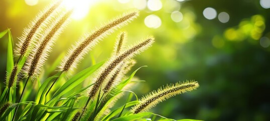 Fototapeta premium Abstract Nature Banner Fresh Grass Closeup Under Sunny Sky with Vibrant Environmental Growth