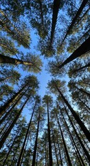 Looking straight up through the dense forest canopy where tall majestic trees frame the vast blue sky on a bright sunny day ,serene ,sky ,wilderness