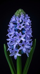 Stunning close-up view of a dense, conical hyacinth bloom head, symbolizing spring awakening and filling the air with delicate sweet perfume, hyacinth, blue, blossom