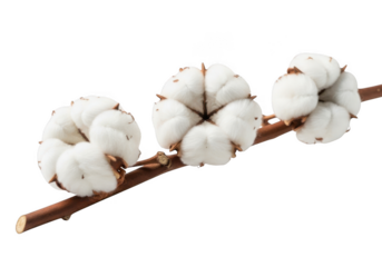 Cotton branch with three bolls isolated on transparent background
