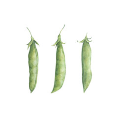 Simple set with three close pods of green peas. Watercolor illustration hand drawn and isolated on a white background. Perfect for postcards, posters, other polygraph, design of tableware, textile.