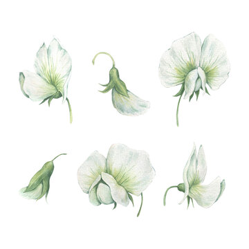 A set with white flowers of sweet peas. Watercolor illustration hand drawn and isolated on a white background. Perfect for design postcards, invitations, posters, other polygraph, tableware, textile