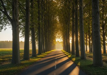 Tall poplar trees casting long shadows along the winding paved road leading through sunlit historic parkland during a peaceful autumn day ,sunny ,nature ,ancient
