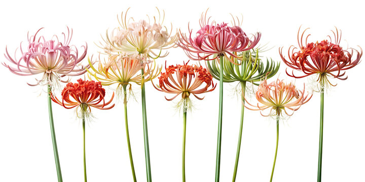 Vibrant lycoris flowers in pink, orange, and red hues against a dark background