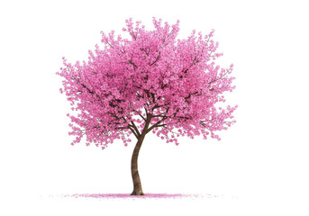 Obraz premium Pink cherry blossom tree isolated on transparent background
