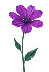 A vibrant purple flower stands out against a clean white backdrop, perfect for design and illustration, top view, single bloom, studio shot