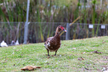duck in the grass