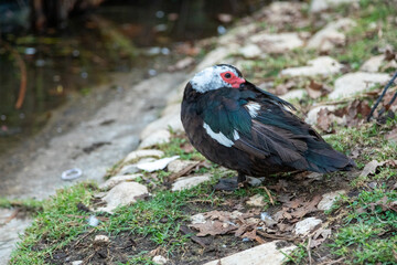 red winged blackbird