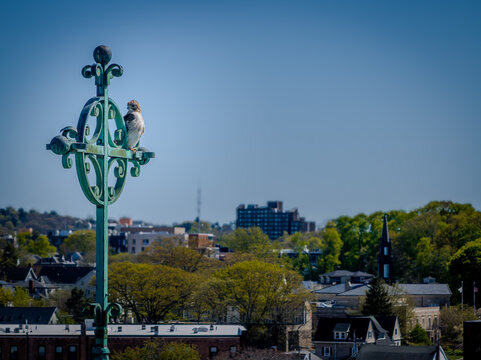 Aerial view of a hawk perched majestically atop an ornate green lamppost, overlooking the cityscape with vibrant trees under a clear sky, Boston, Massachusetts, United States.