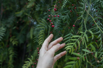 hand picking berries