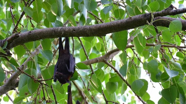 A wild black flying fox (Pteropus alecto) hangs upside down from a branch, chewing and extracting juice from the fruit, close up shot of native Australian fruit bat.