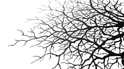 Fototapeta premium Intricate Tree Branches Silhouette, Nature Study, Minimalist Style, Isolated Background, Artistic View, Organic Concept