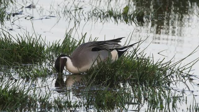 Northern Pintail, Anas acuta, birds on marshes
