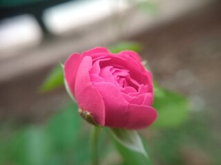 Close up of a pink rosebud with soft petals and green sepals, captured with shallow depth of field and a blurred  background, creating a fresh and romantic floral mood