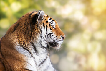 Side profile of a Siberian tiger, Panthera tigris altaica, in afternoon sunlight. Foliage background with space for text. An endangered species in the wild.