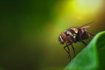 Extreme macro side shot of a large, dark fly resting on a bright green leaf. The main focus is on the large, red compound eye, contrasting with the dark body and translucent wings