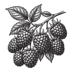 Branch of Raspberry Fruit with Leaves Vintage Art