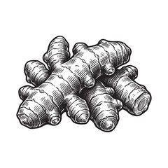 Fresh Ginger or Turmeric Root Vintage Engraving