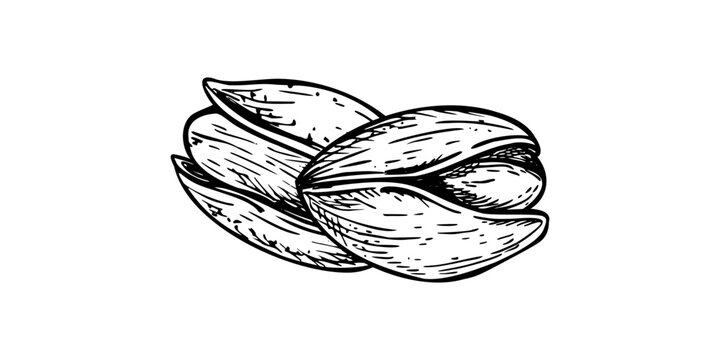 Two pistachio nuts in shell vector isolated black inks illustration in engrave style. Dried salted pistachios nut snack composition for healthy snack packaging, vegan food blogs, ingredient lists
