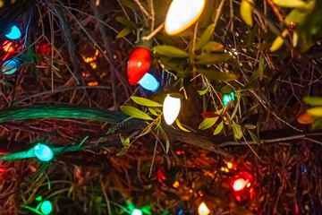 A string of Christmas lights laid out on the grass and plants.
