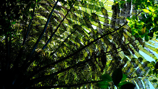 New Zealand ponga silver fern tree with sunlight filtering through fronds in outdoor forest environment in NZ Aotearoa 