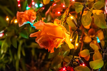 Orange roses and Christmas garlands in the night garden.
