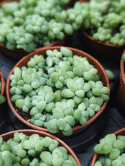 overhead view of small green succulent plants in terracotta pots minimal home garden decor