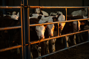 Young calves standing behind a metal fence inside a cattle farm at sunset, representing livestock farming, agriculture and rural life © aitor