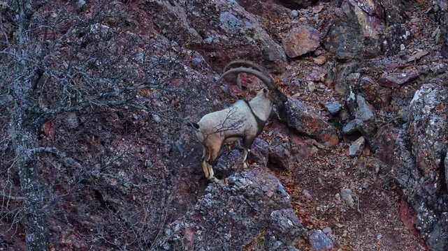 Aerial view of the mountain goats in the forest